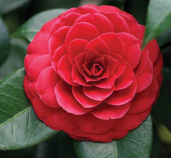 Camellia Red Flower Seeds for Planting – Heirloom Non-GMO, High Germination Organic Garden Seeds