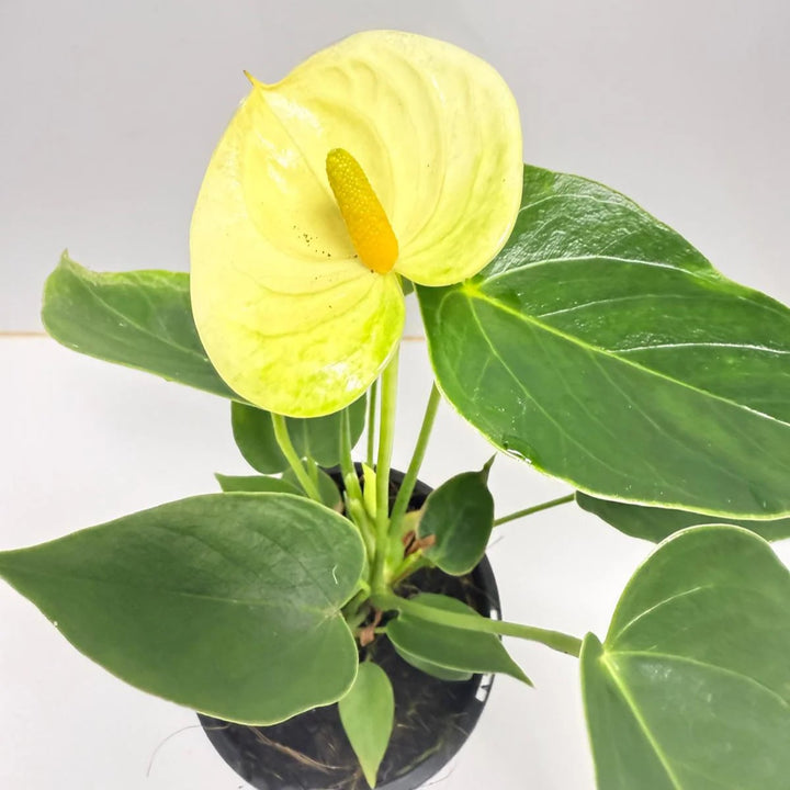 Light Yellow Anthurium Flower Seeds for Planting – Heirloom, Non-GMO, High Germination Organic Garden Seeds