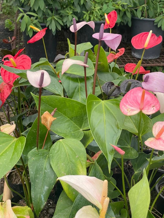 Mixed Color Anthurium Linden Flower Seeds for Planting – Heirloom, Non-GMO, High Germination, Colorful