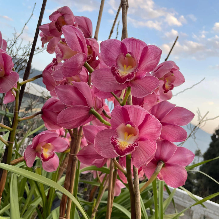 Cymbidium Flower Seeds for Planting – Heirloom, Non-GMO, High Germination Organic Garden Seeds