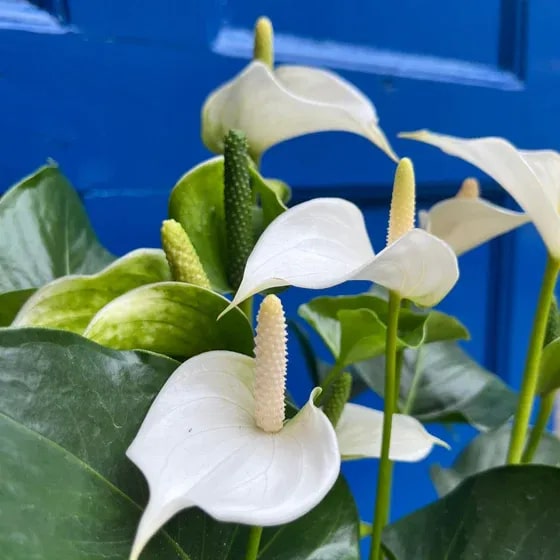 White Anthurium Flower Seeds for Planting – Heirloom, Non-GMO, High Germination Organic Garden Seeds