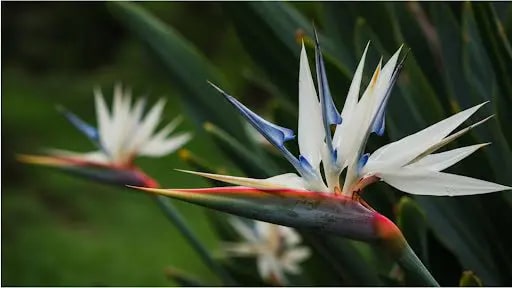 White Strelitzia Reginae Flower Seeds for Planting | Heirloom Non-GMO High Germination