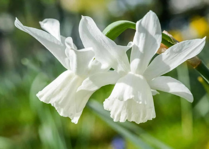 White Daffodil Flower Seeds for Planting – Heirloom, Non-GMO, High Germination Organic Garden Seeds