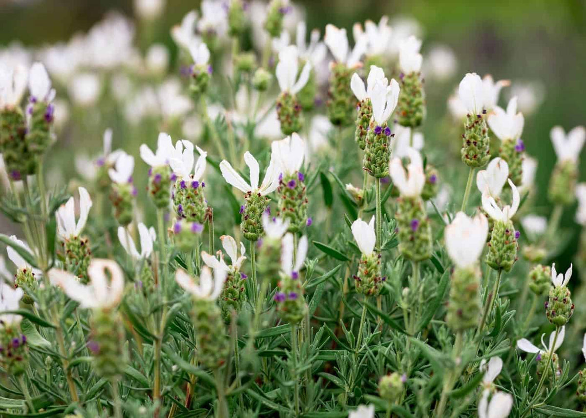 White Lavender Herb Seeds for Planting – Heirloom, Non-GMO Seeds for Fragrant Organic Gardens