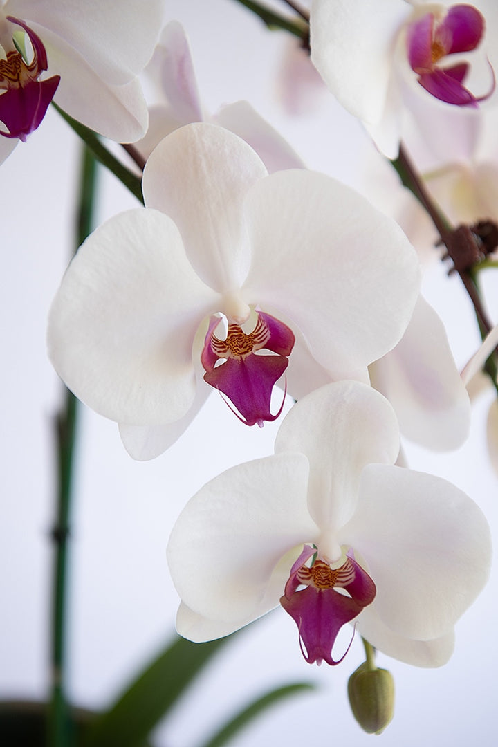 White Violet Phalaenopsis Orchid Flower Seeds for Planting – Heirloom Non-GMO, High Germination Organic Seeds