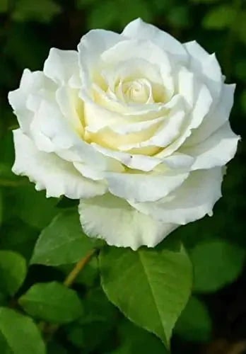 White Rose Flower Seeds for Planting – Seasonal Bloomer, Heirloom, Non-GMO Seeds for Home Garden