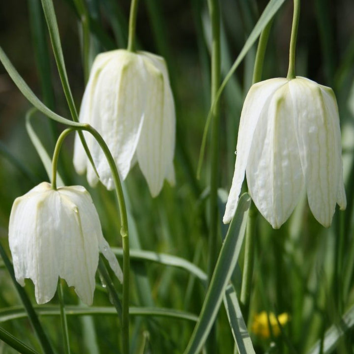 White Fritillaria Flower Seeds for Planting – Heirloom, Non-GMO, High Germination Organic Garden Seeds