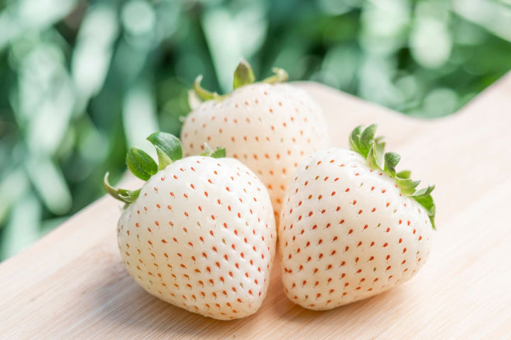 White Strawberry Fruit Seeds for Planting – Heirloom, Non-GMO Seeds for Rare Berry Garden Delights