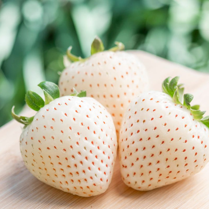 Pineberry Strawberry fruit seeds for planting – Heirloom & Non-GMO garden seeds, rare white berry variety