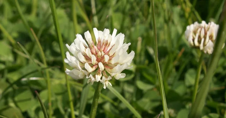 New Zealand Clover Flower Seeds for Planting – Heirloom, Non-GMO, High Germination Organic Garden Seeds