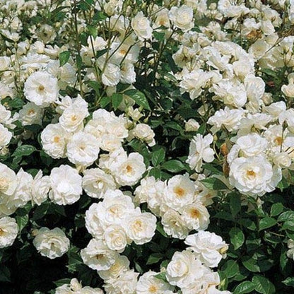 Flower Seeds, Seeds,Seeds For Planting,Plant Seeds