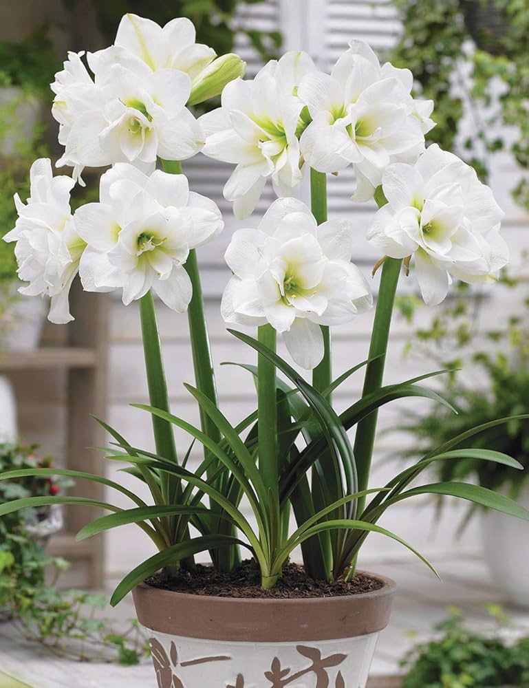 White Green Amaryllis Flower Seeds for Planting – Heirloom, Non-GMO, High Germination Organic Garden Seeds