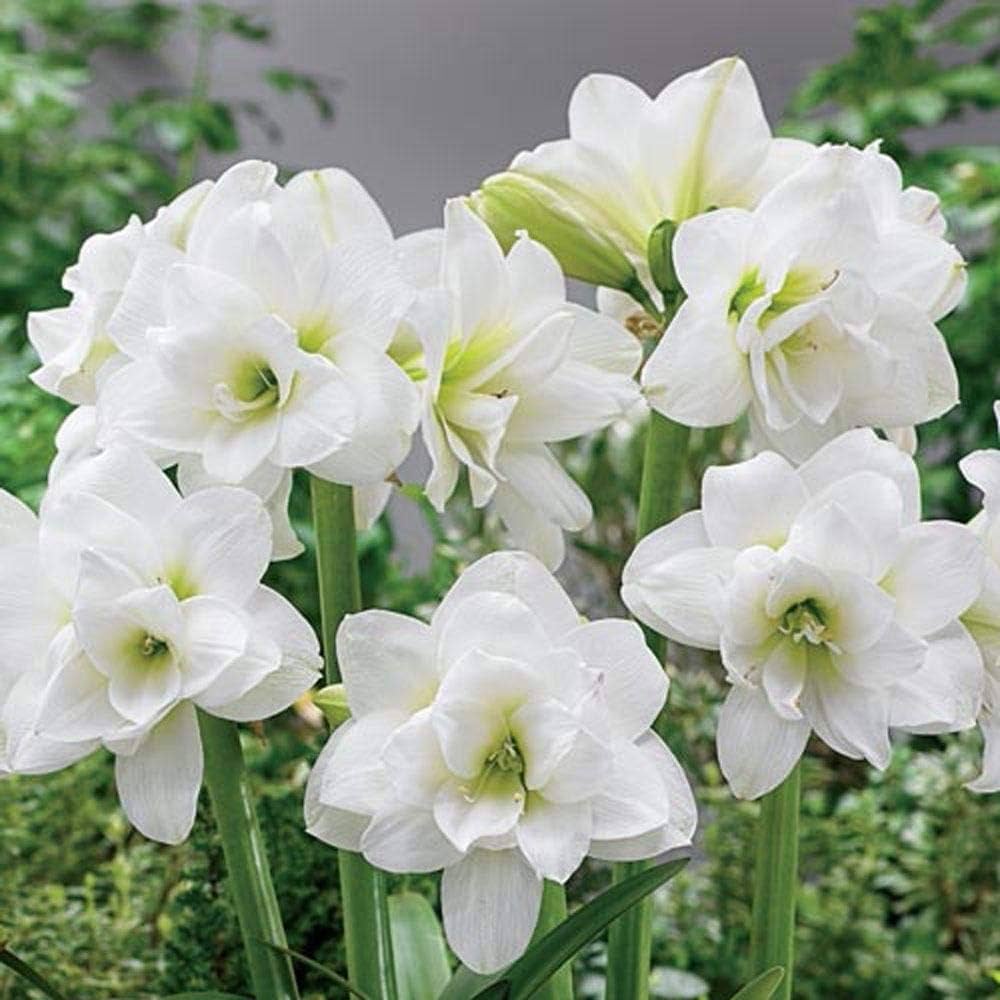 White Green Amaryllis Flower Seeds for Planting – Heirloom, Non-GMO, High Germination Organic Garden Seeds