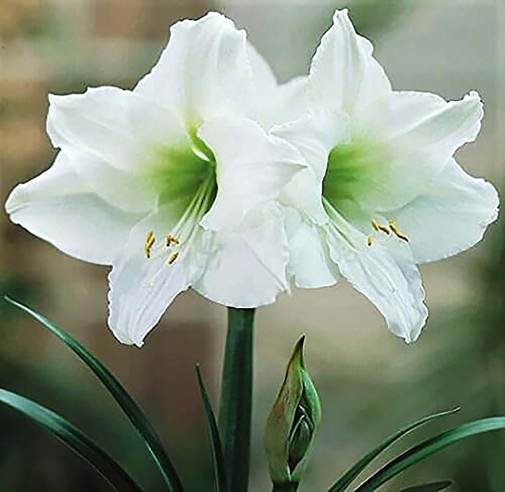 White Green Amaryllis Flower Seeds for Planting – Heirloom, Non-GMO, High Germination Organic Garden Seeds
