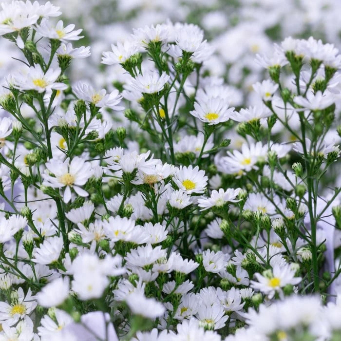 White Green Aster Flower Seeds for Planting | Heirloom Non-GMO High Germination Organic Garden Seeds