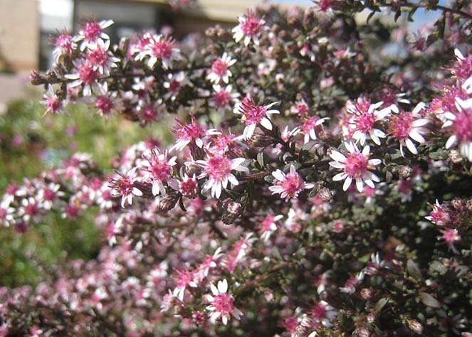 White Maroon Aster Flower Seeds for Planting – Heirloom, Non-GMO, High Germination Organic Garden Seeds