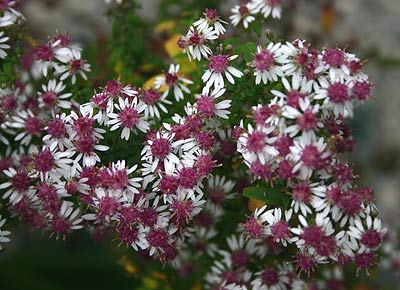 White Maroon Aster Flower Seeds for Planting – Heirloom, Non-GMO, High Germination Organic Garden Seeds