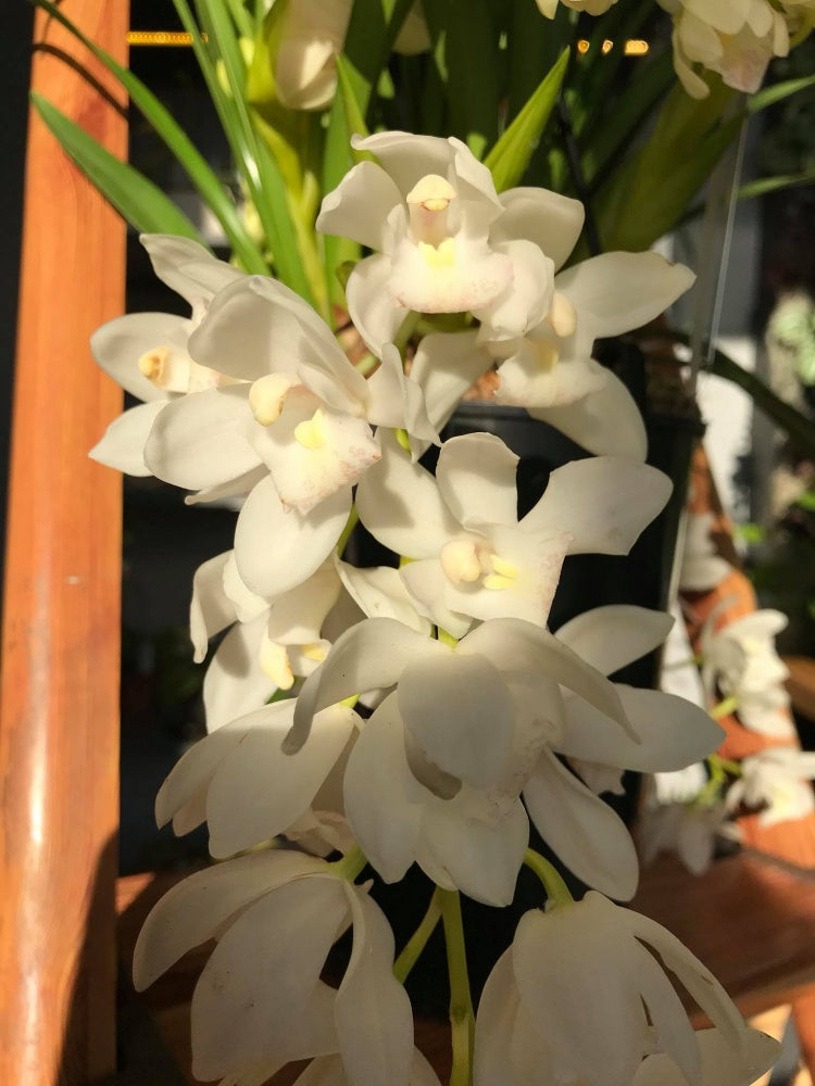 White Mix Cymbidium Maxillaria Flower Seeds for Planting - Heirloom, Non-GMO, High Germination Rate