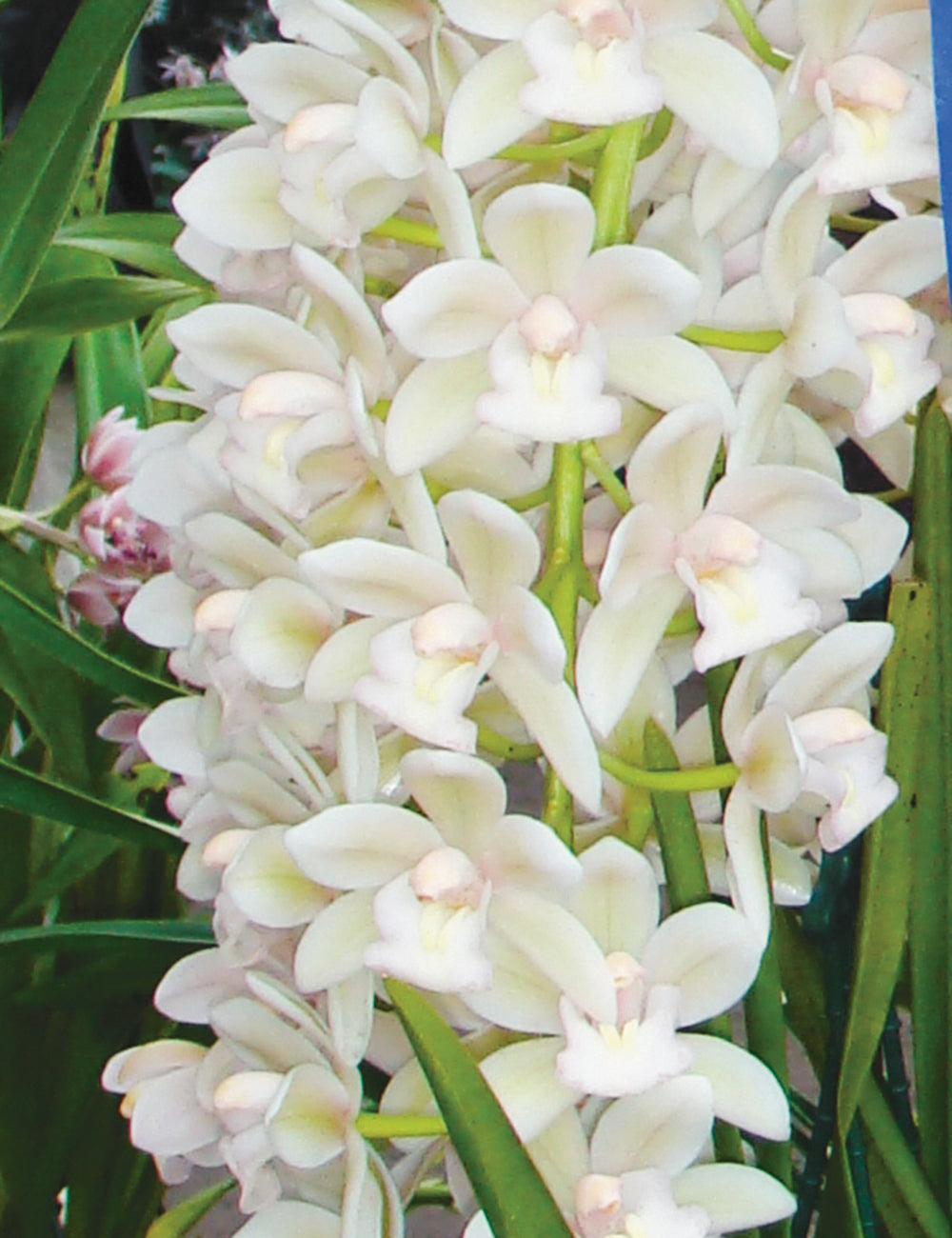 White Mix Cymbidium Maxillaria Flower Seeds for Planting - Heirloom, Non-GMO, High Germination Rate