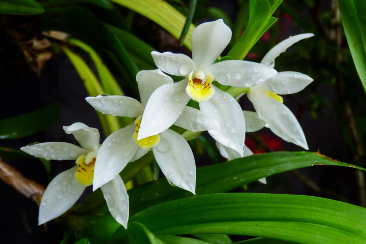 White Mix Cymbidium Maxillaria Flower Seeds for Planting - Heirloom, Non-GMO, High Germination Rate