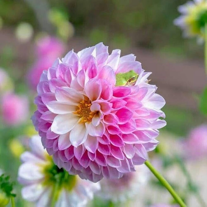 White Mix Dahlia Flower Seeds for Planting – Heirloom, Non-GMO, High Germination Organic Garden Seeds, Compact Growth Variety