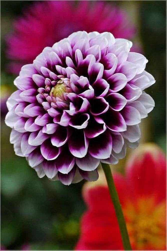 White Mix Dahlia Flower Seeds for Planting – Heirloom, Non-GMO, High Germination Organic Garden Seeds, Compact Growth Variety