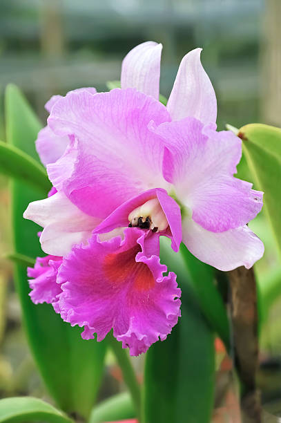 White Pink Cattleya Flower Seeds for Planting – Heirloom, Non-GMO, High Germination Organic Garden Seeds