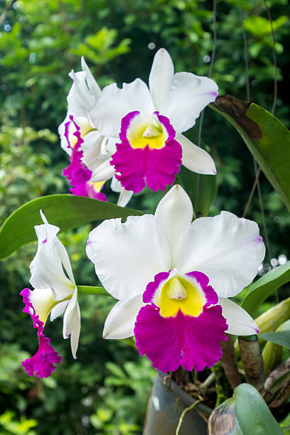 White Pink Cattleya Flower Seeds for Planting – Heirloom, Non-GMO, High Germination Organic Garden Seeds