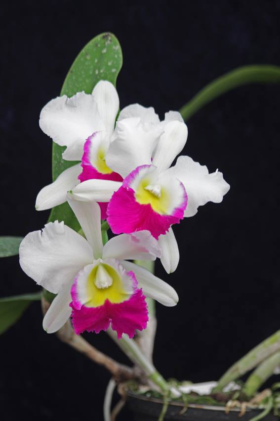 White Pink Cattleya Flower Seeds for Planting – Heirloom, Non-GMO, High Germination Organic Garden Seeds