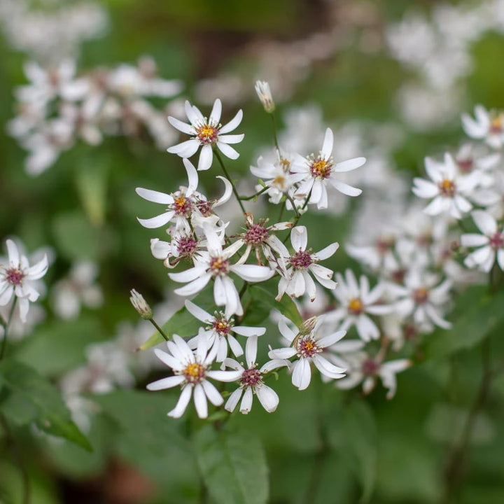 White Army Green Aster Flower Seeds for Planting – Heirloom, Non-GMO, High Germination Blooms