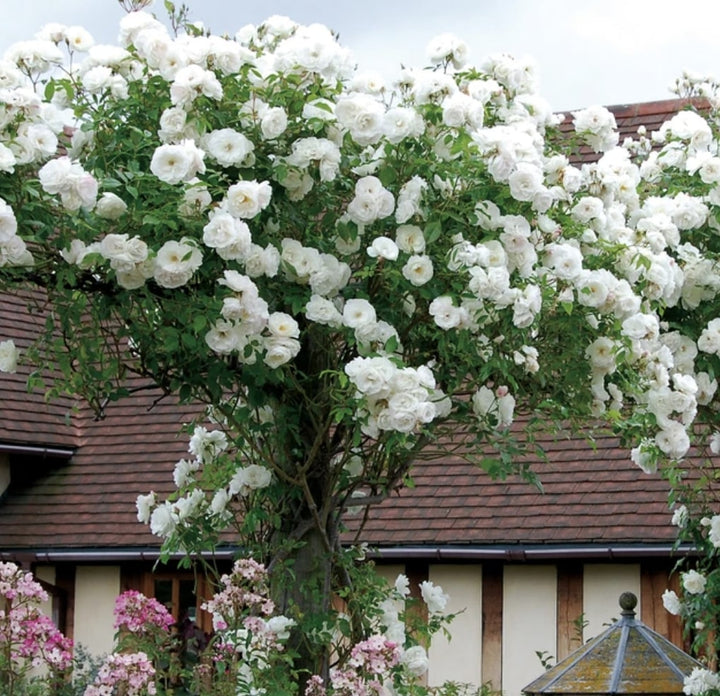 White Climbing Rose Flower Seeds for Planting – Wildflower Mix, Heirloom Non-GMO, High Germination Organic Garden Seeds