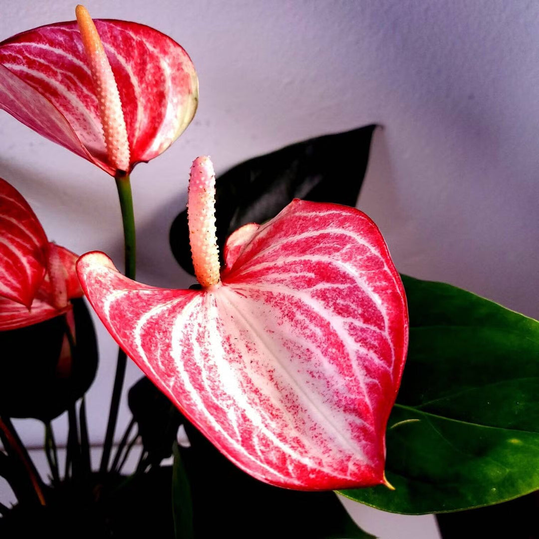 red anthurium plant seeds Red White Anthurium Flower Seeds for Planting – Heirloom, Non-GMO, Eas –  Earthechoseeds