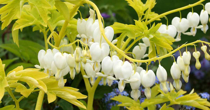 White Yellow Heart Flower Seeds for Planting – Heirloom Non-GMO High Germination Organic Garden Seeds