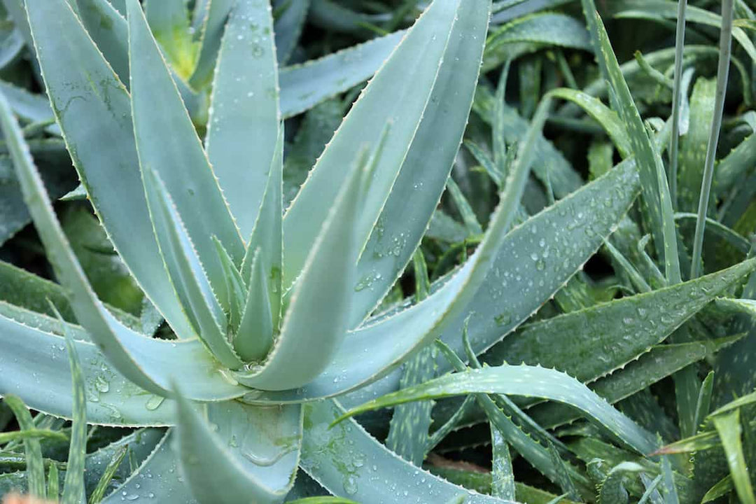 Green White Aloe Vera Herb Seeds – Heirloom, Non-GMO Seeds for Fast-Growing Garden Planting
