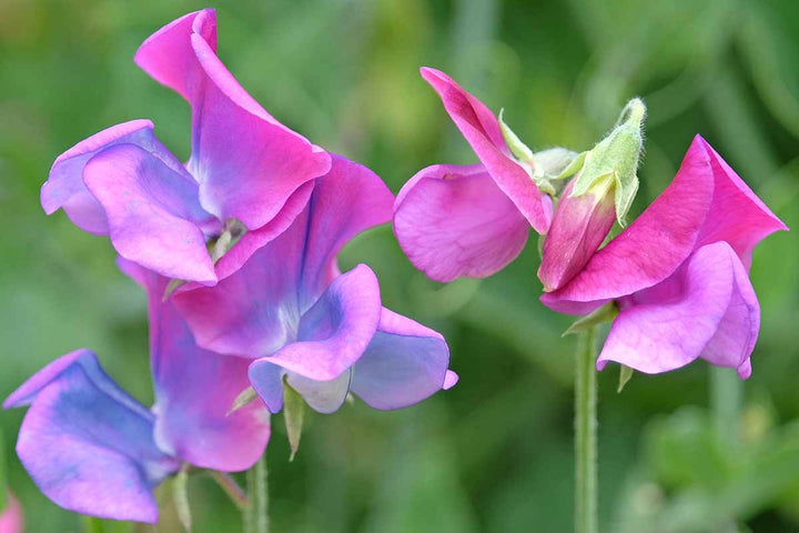 Pink Blue Sweet Pea Flower seeds for Planting - Wildflower Mix, Heirloom & GMO Free Seeds for Home Garden