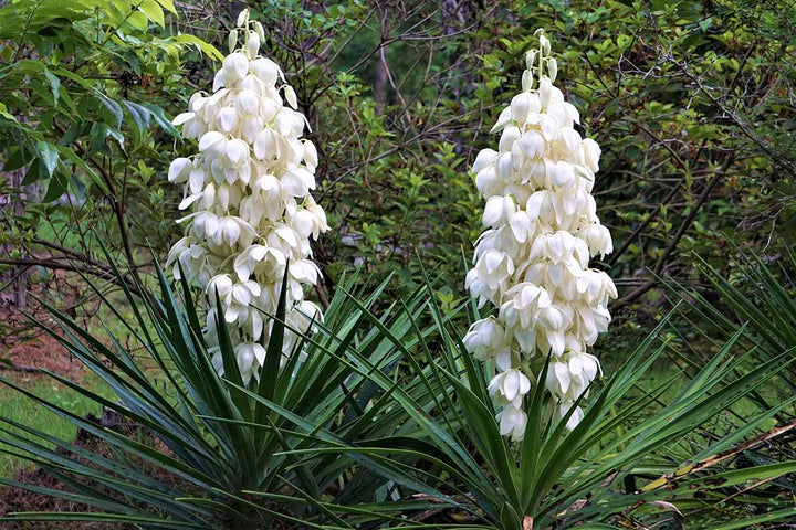 Yucca Flower Seeds for Planting – Heirloom, Non-GMO, High Germination Organic Garden Seeds