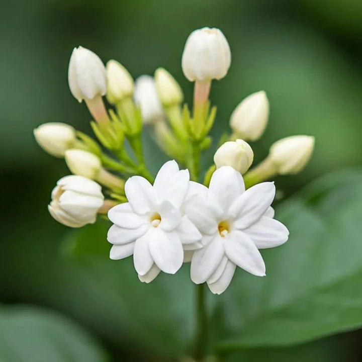 Jasmine Flower Seeds for Planting – Heirloom, Non-GMO, High Germination Garden Seeds