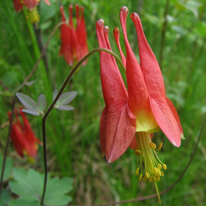 Light Red Aquilegia Flower Seeds for Planting – Heirloom, Non-GMO, High Germination Organic Garden Seeds