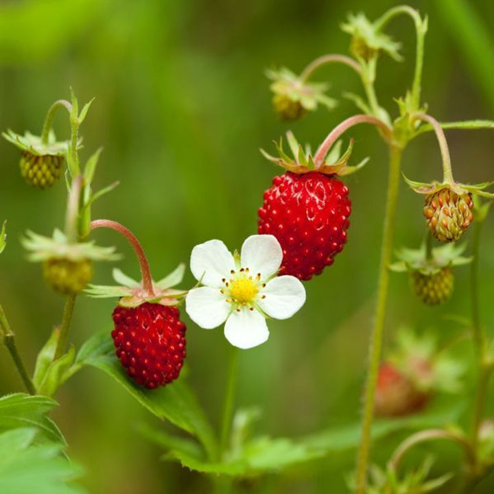 Fragaria Vesca Wild Strawberry Fruit Seeds for Planting – Heirloom & Non-GMO Garden seeds, alpine gourmet berries