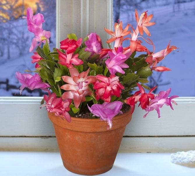Multicolor Schlumbergera Flower Seeds for Planting – Heirloom, Non-GMO, High Germination Garden Seeds