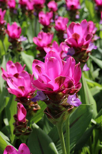 Rhizoma Curcuma Flower Seeds for Planting – Heirloom Non-GMO, High Germination Organic Garden Seeds