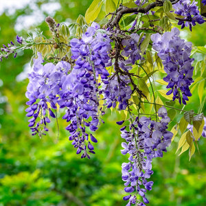 Flower Seeds, Seeds,Seeds For Planting,Plant Seeds