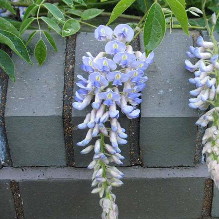 Blue Wisteria Flower Seeds for Planting – Heirloom Non-GMO High Germination Organic Garden Seeds