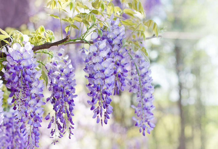 Wisteria Vine Flower Seeds for Planting – Heirloom Non-GMO Seeds, High Germination for Organic Garden