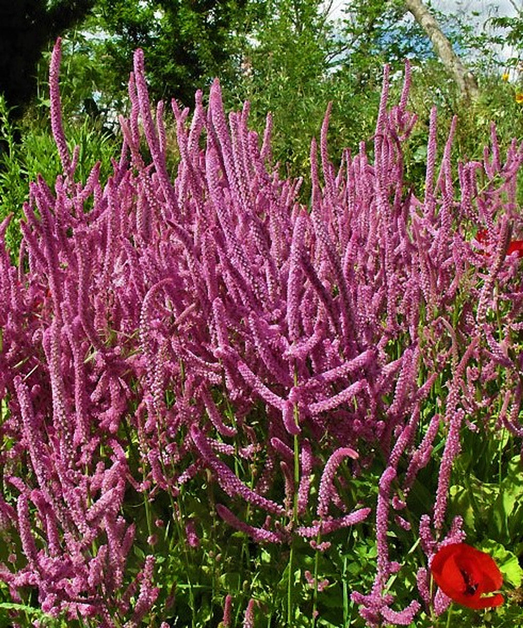 Flower Seeds, Seeds,Seeds For Planting,Plant Seeds