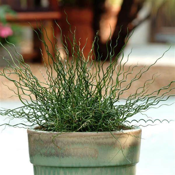 Green Corkscrew Rush Seeds, Heirloom Non-GMO Flowers for Borders & Home Garden Planting