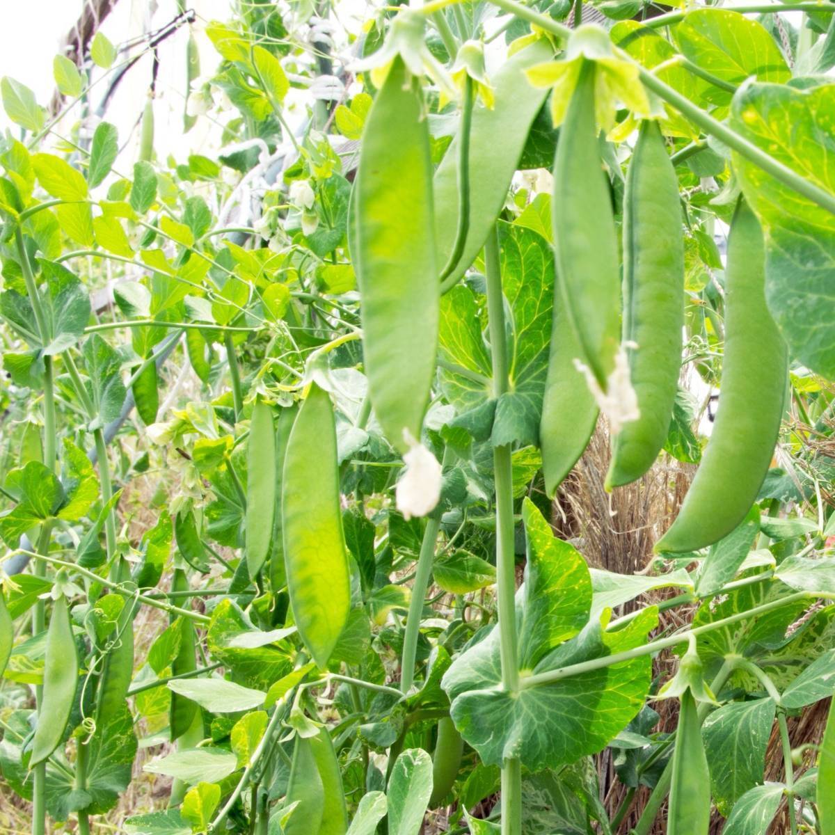 Oregon Sugar Pod II Pea Seeds for Planting – Heirloom, Non-GMO, Sweet Snap Vegetable – High Germination