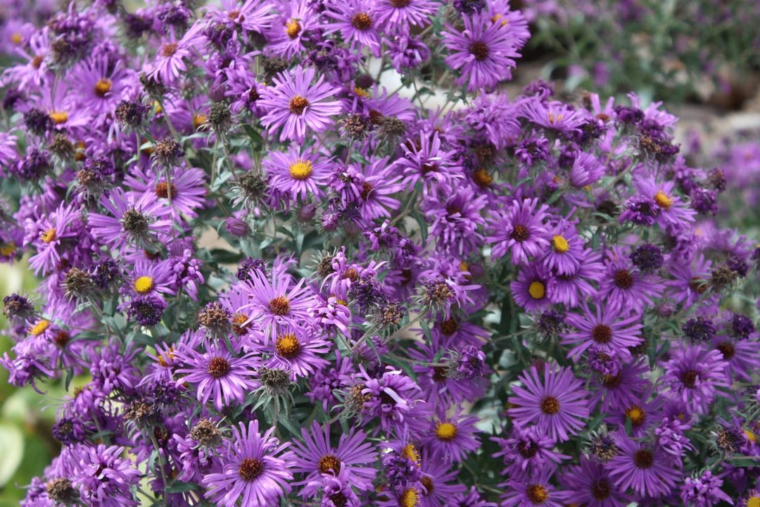 Violet Aster Flower Seeds for Planting – Heirloom, Non-GMO, High Germination Organic Garden Seeds