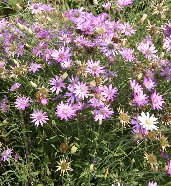Lavender Xeranthemum Flower Seeds for Planting – Heirloom Non-GMO, High Germination Organic Garden Seeds