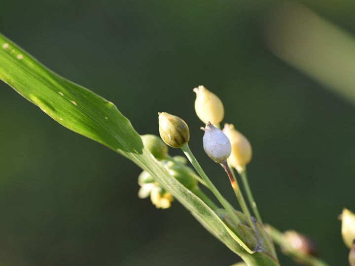 Job's Tears Grain Flower Seeds for Planting - Heirloom, Non-GMO, High Germination Organic Garden Seeds